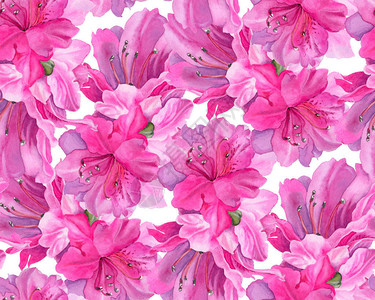 明亮的粉色花没有水彩花的无缝图图片