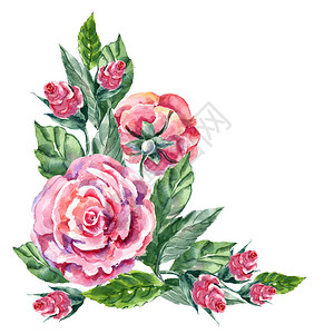 水彩玫瑰按钮白色背景图片