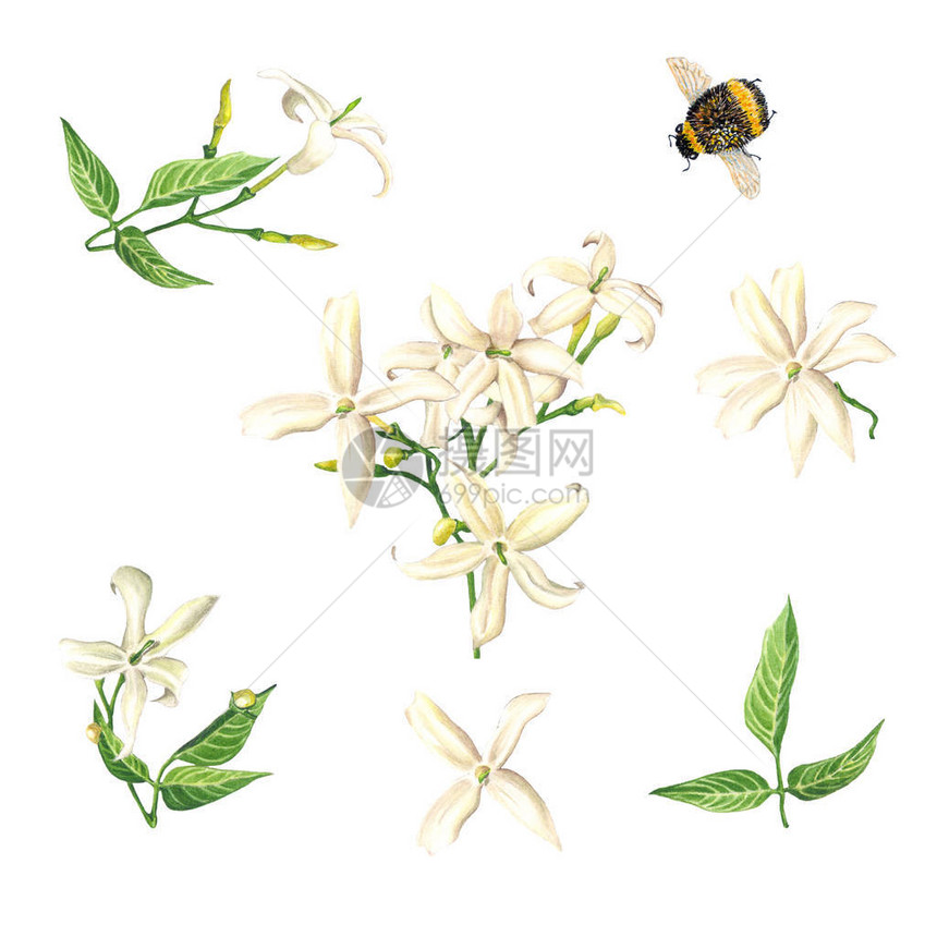 白色背景的花和蜜蜂植物图示图片