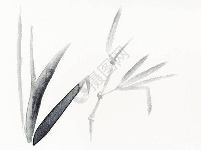 奶油纸上的sumie风格手绘黑色水彩画的芦苇植物图片