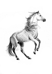 一幅非常漂亮的手绘马头铅笔画背景图片