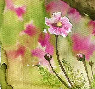水彩粉红色的花朵美丽的插图图片