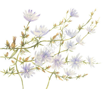 手绘水彩插图菊苣花的艺术构图图片