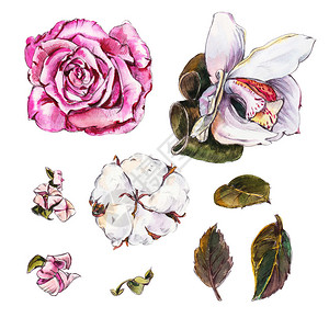 七子白玫瑰兰花棉花和其他花叶和子白背景上孤立的设计要素笔插画