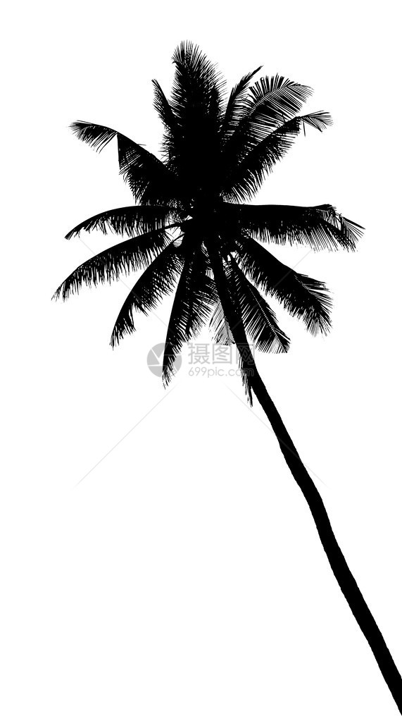 白色背景上的椰子树剪影图片