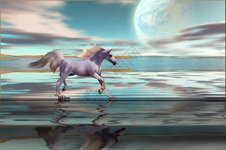 一匹阿拉伯种马在沿海滩的浅水中飞溅图片