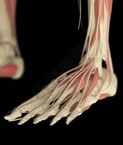 人体脚解剖模型背景图片