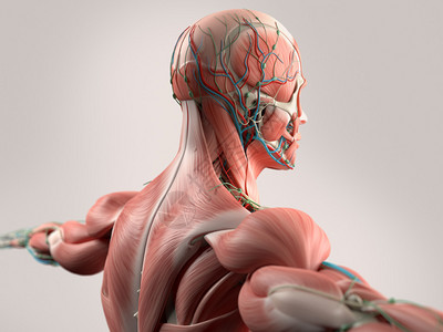 人体解剖显示脸部头部肩膀和背部肌肉系统骨骼结图片