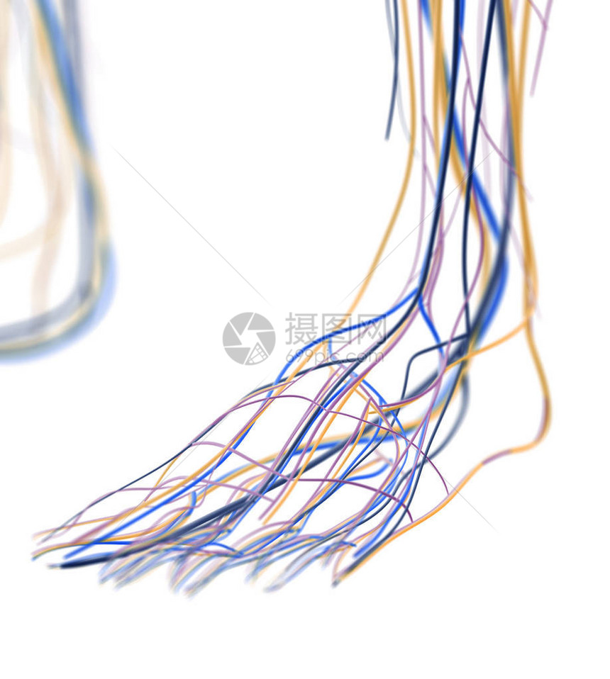 足动脉和淋巴系统3d插图图片