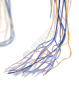 足动脉和淋巴系统3d插图图片
