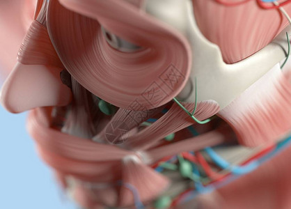 解剖人体模型极端特写选择焦点人体解剖学身体图片