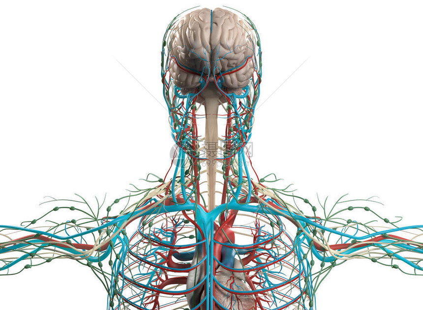 大脑和血管系统模型3D插图图片