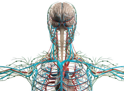 大脑和血管系统模型3D插图背景图片