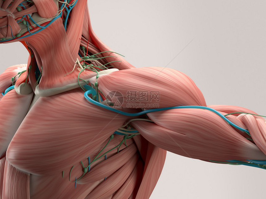 人体解剖显示肩膀肌肉系统血管系统图片