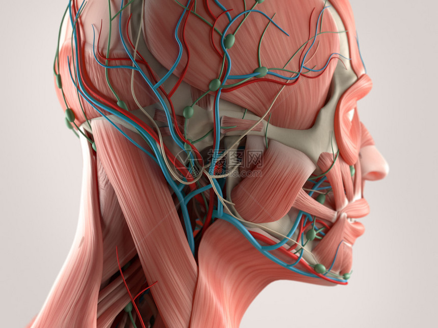 人体解剖显示脸部和头部肌肉系统骨骼结图片