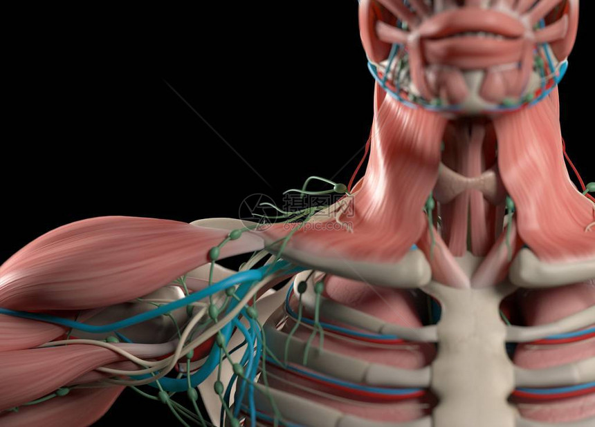 人类肩膀解剖模图片