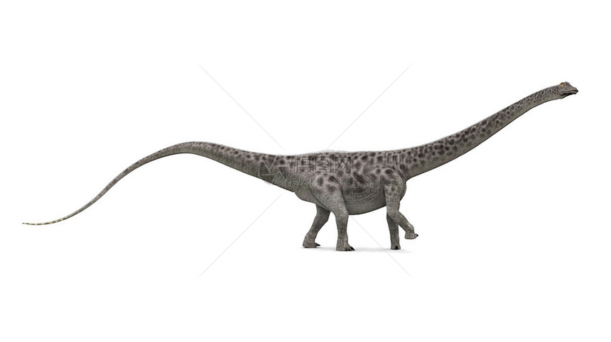 用白色背景的恐龙Diplodocus生成了图片