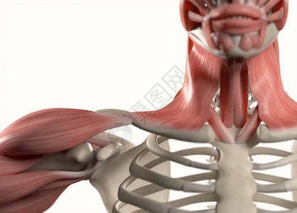 人类肩膀解剖模背景图片