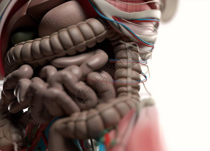 人体内肠解剖模图片