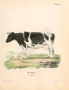 奶牛和公牛说明图片