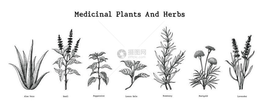 药用植物和草药手绘复古雕刻插图图片