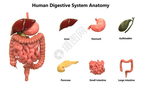 人体器官系统解剖学的3D插图背景图片