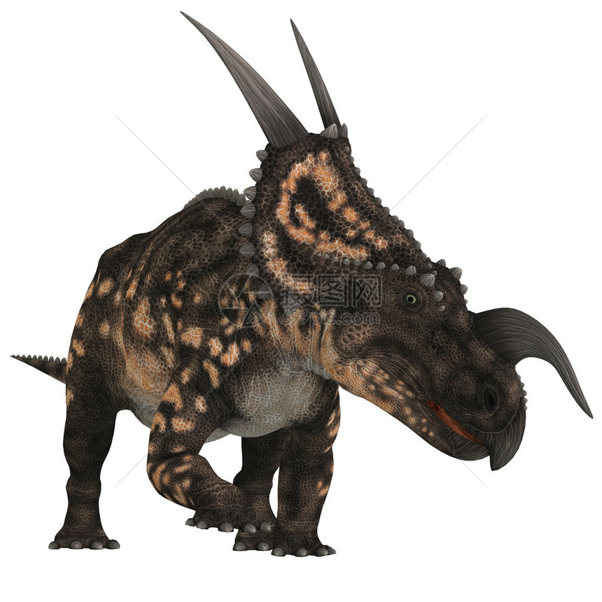 Einiosaurus是一只食草的陶瓷恐龙图片