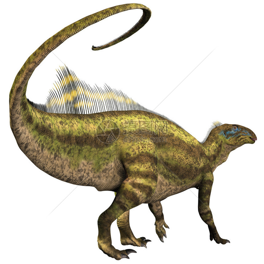 腱龙是一种生活在北美白垩纪的鸟脚类食草恐龙图片