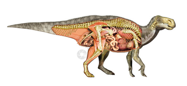 恐龙解剖Iguanodon总剖视图图片