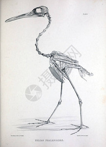 鸟的骨骼图片