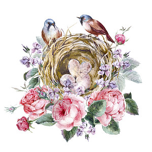 带有玫瑰鸟巢和羽毛水彩图的古典水图片