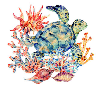 海水颜色古老的海洋生命自然贺卡水下插图海龟贝壳和海藻图片