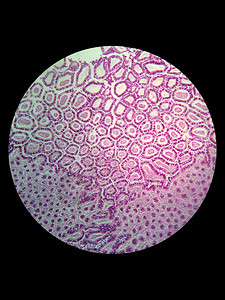 显微镜下的肾脏管状细胞的背景图片