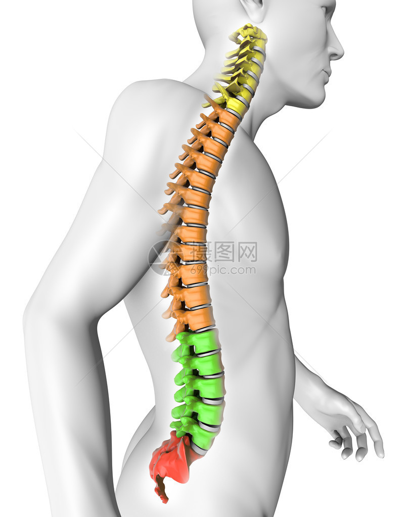 人体脊柱解剖图片