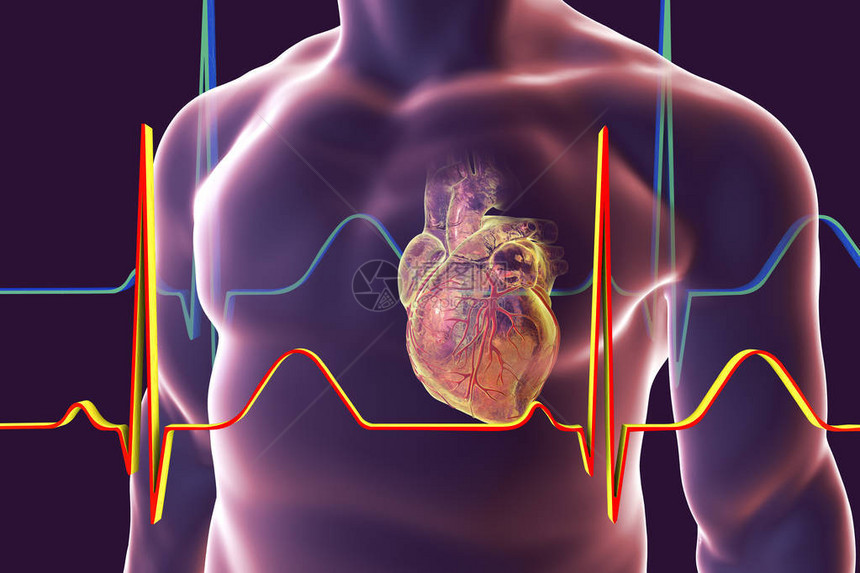 人体内心胸有心的人类心脏和ECG图片