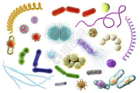 葡萄球菌微生物设计图片