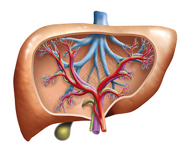 牛黄解毒人类肝脏的横截面图设计图片
