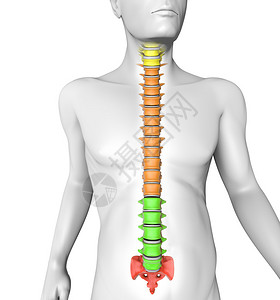 人体脊柱解剖图片