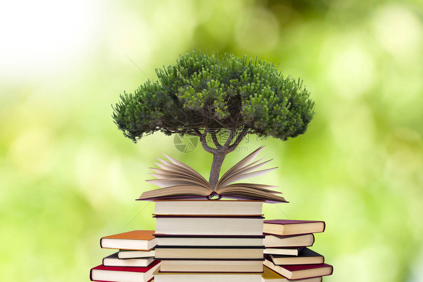 在开阔的书本上种植树木用更图片
