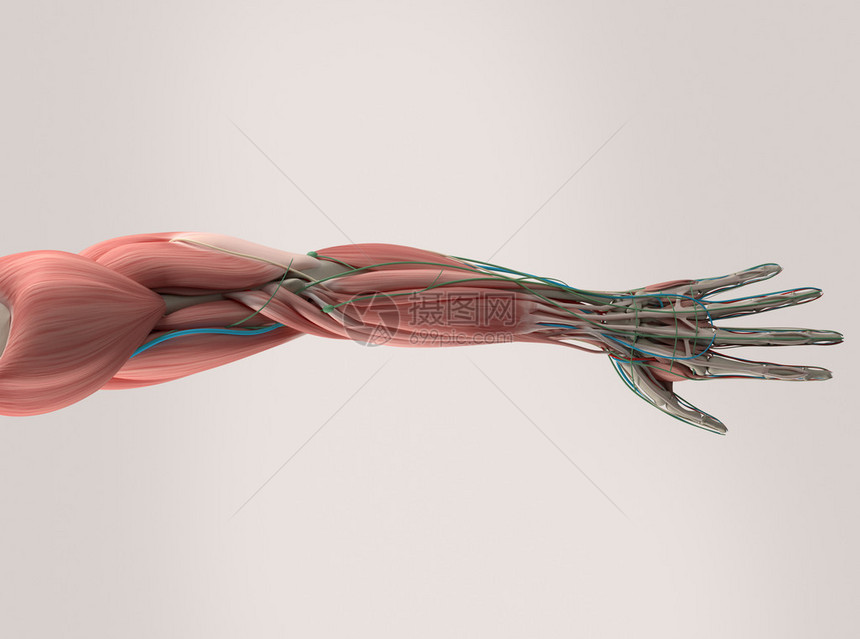 人体解剖肌肉系图片