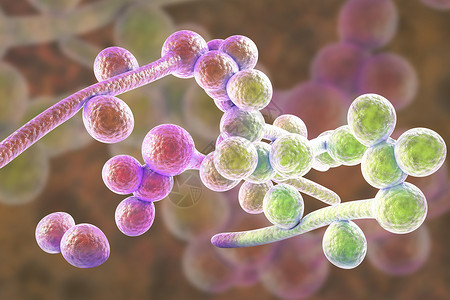 在彩色背景下引起念珠菌病鹅口疮的真菌白色念珠菌的3D插图病图片
