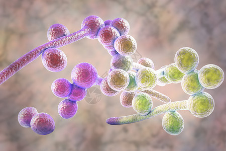 在彩色下引起念珠菌病鹅口疮的真菌念珠菌的3D插图病高清图片