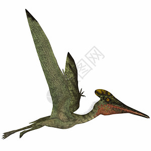上巴伐利亚Pterodactylus是一个飞食肉爬虫动物设计图片