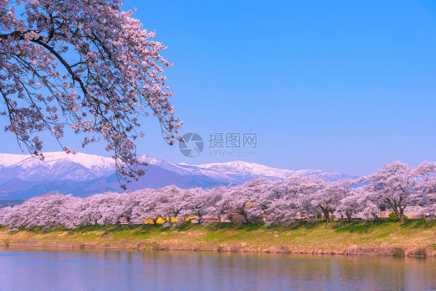 东京美丽的樱花图片