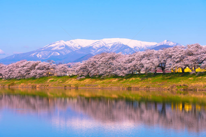美丽的樱花花海图片