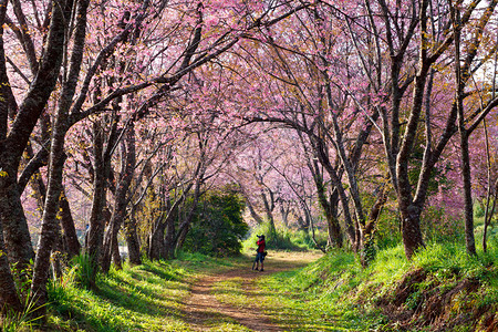 一个男人在樱花树下拍照图片