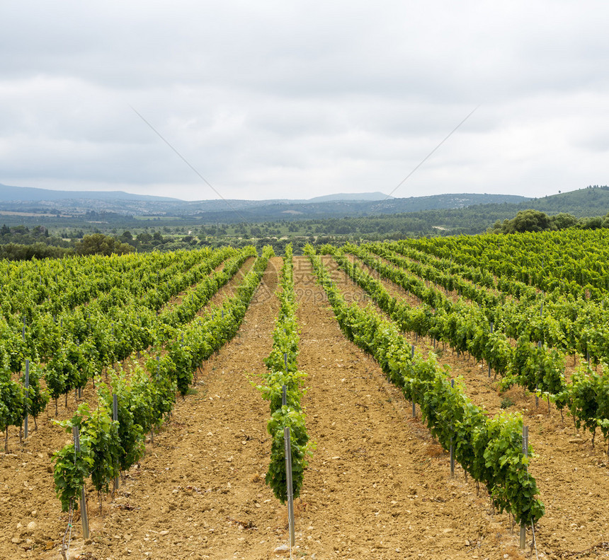 法国朗古杜鲁西隆LanguedocRoussillon葡萄园图片