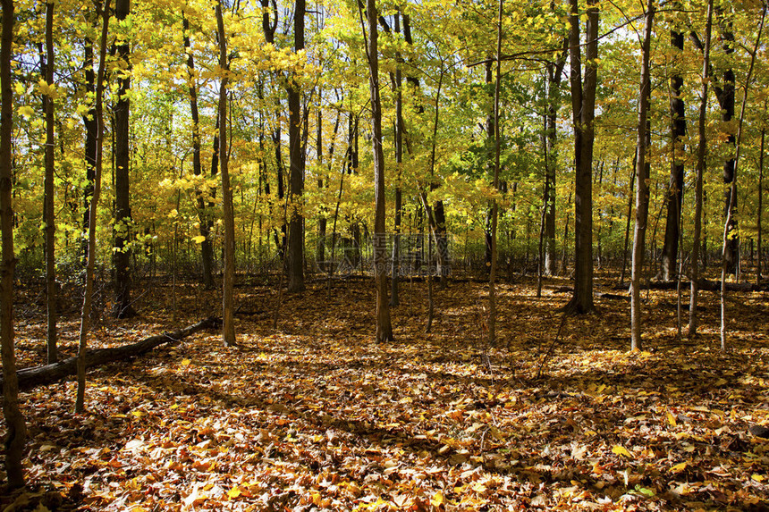 森林与秋天树木的形象图片