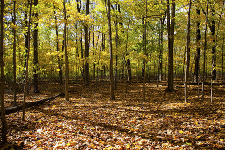 森林与秋天树木的形象图片