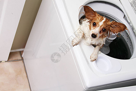 洗衣机里的狗图片